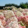 Гортензия метельчатая Литл Блоссом