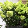 Гортензия метельчатая Мохито