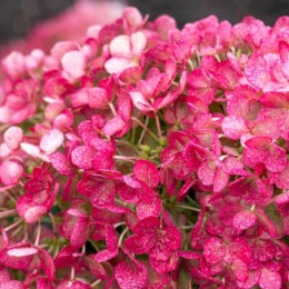 Гортензия метельчатая Литтл Рози