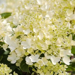 Гортензия метельчатая Милк энд Хани