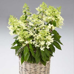 Гортензия метельчатая Пандриа