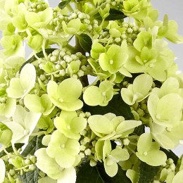 Гортензия метельчатая Панзола