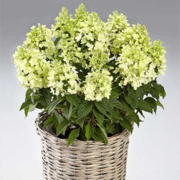 Гортензия метельчатая Панзола