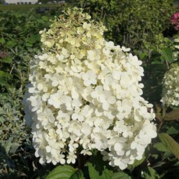 Гортензия метельчатая Литтл Альф