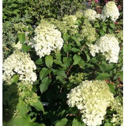 Гортензия метельчатая Литтл Альф