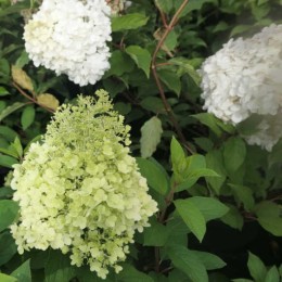 Гортензия метельчатая Литтл Альф