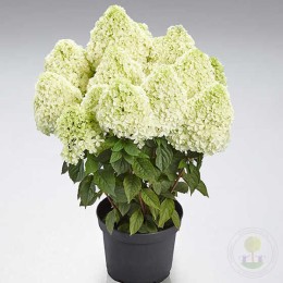 Гортензия метельчатая Пандалус