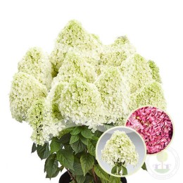 Гортензия метельчатая Пандалус