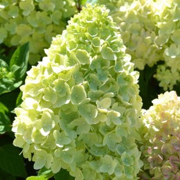 Гортензия метельчатая Редлайт