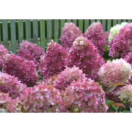 Гортензия метельчатая Редлайт