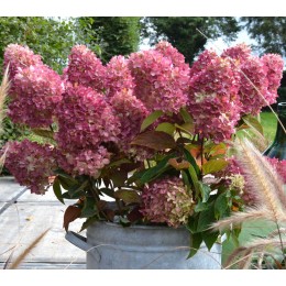 Гортензия метельчатая Редлайт