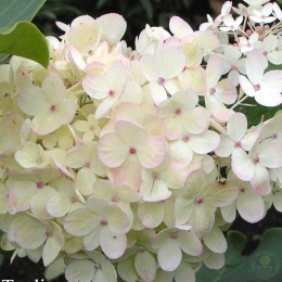 Гортензия метельчатая Харри'с Сувенир