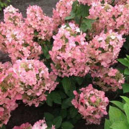 Гортензия метельчатая Мэджикал Андес
