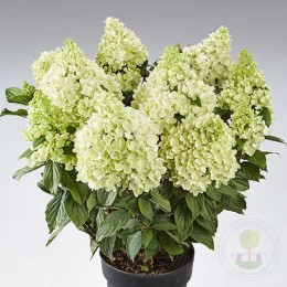 Гортензия метельчатая Панорама