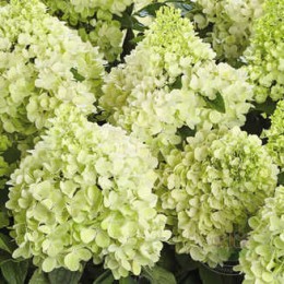 Гортензия метельчатая Панорама