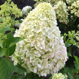 Гортензия метельчатая Гарден Лайтс Пинк