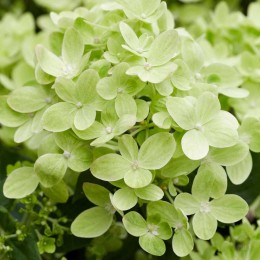 Гортензия метельчатая Гарден Лайтс Пинк