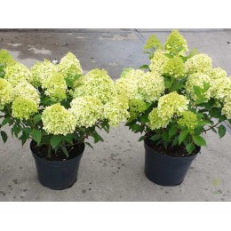 Гортензия метельчатая Пиксио