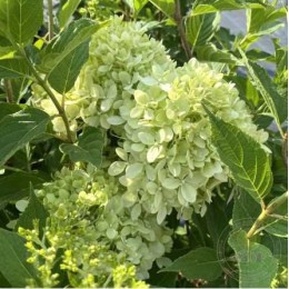 Гортензия метельчатая Пиксио