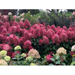 Гортензия метельчатая Бонфайр