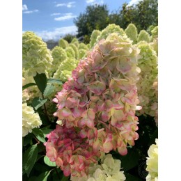 Гортензия метельчатая Бонфайр