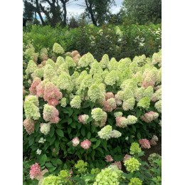 Гортензия метельчатая Бонфайр