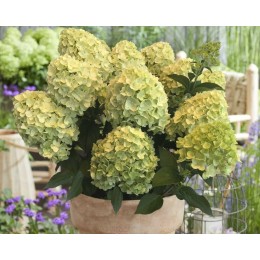 Гортензия метельчатая Гарденлайт Лемонлайт
