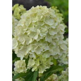 Гортензия метельчатая Гарденлайт Лемонлайт