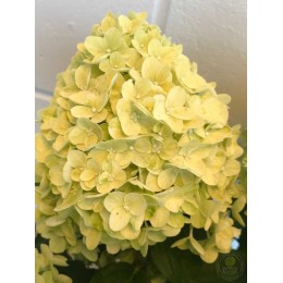 Гортензия метельчатая Гарденлайт Лемонлайт