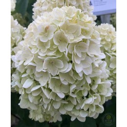 Гортензия метельчатая Гарденлайт Лемонлайт