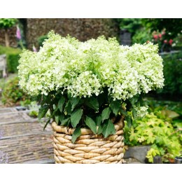 Гортензия метельчатая Гарденлайт XS Лайт