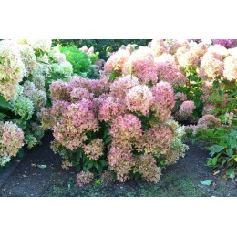 Гортензия метельчатая Гарденлайт XS Лайт