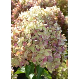 Гортензия метельчатая Гарденлайт XS Лайт