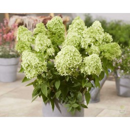 Гортензия метельчатая Гарденлайт Гринлайт