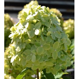 Гортензия метельчатая Гарденлайт Гринлайт