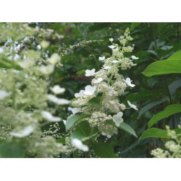 Гортензия метельчатая Грейт Эскейп