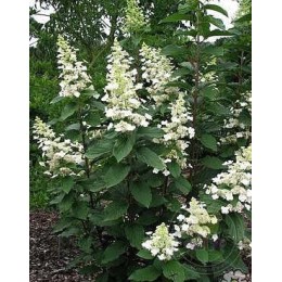 Гортензия метельчатая Грейт Эскейп