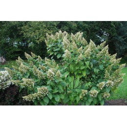 Гортензия метельчатая Грейт Эскейп