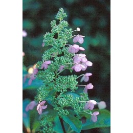 Гортензия метельчатая Грейт Эскейп