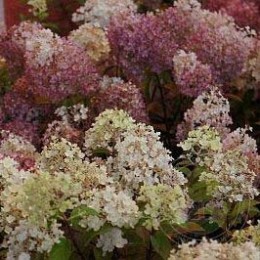 Гортензия метельчатая Бобо