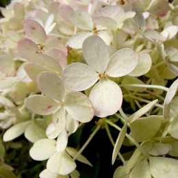 Гортензия метельчатая Бобо