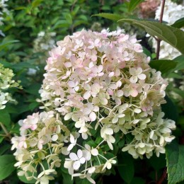 Гортензия метельчатая Бобо