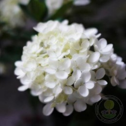 Гортензия метельчатая Бомбшелл