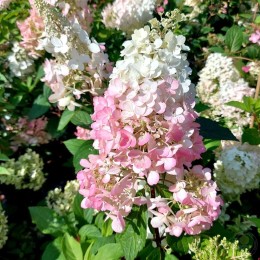 Гортензия метельчатая Канделайт