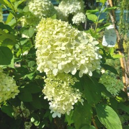 Гортензия метельчатая Лаймлайт