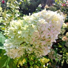 Гортензия метельчатая Лаймлайт