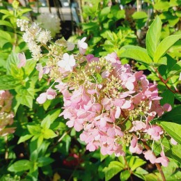 Гортензия метельчатая Пинки Винки