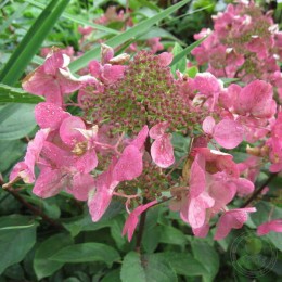 Гортензия метельчатая Вимс Ред / Фарбсимфони