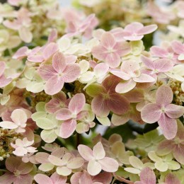 Гортензия метельчатая Поулстар / Свич Офелия