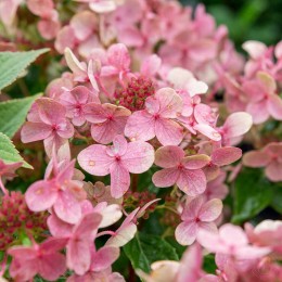 Гортензия метельчатая Поулстар / Свич Офелия